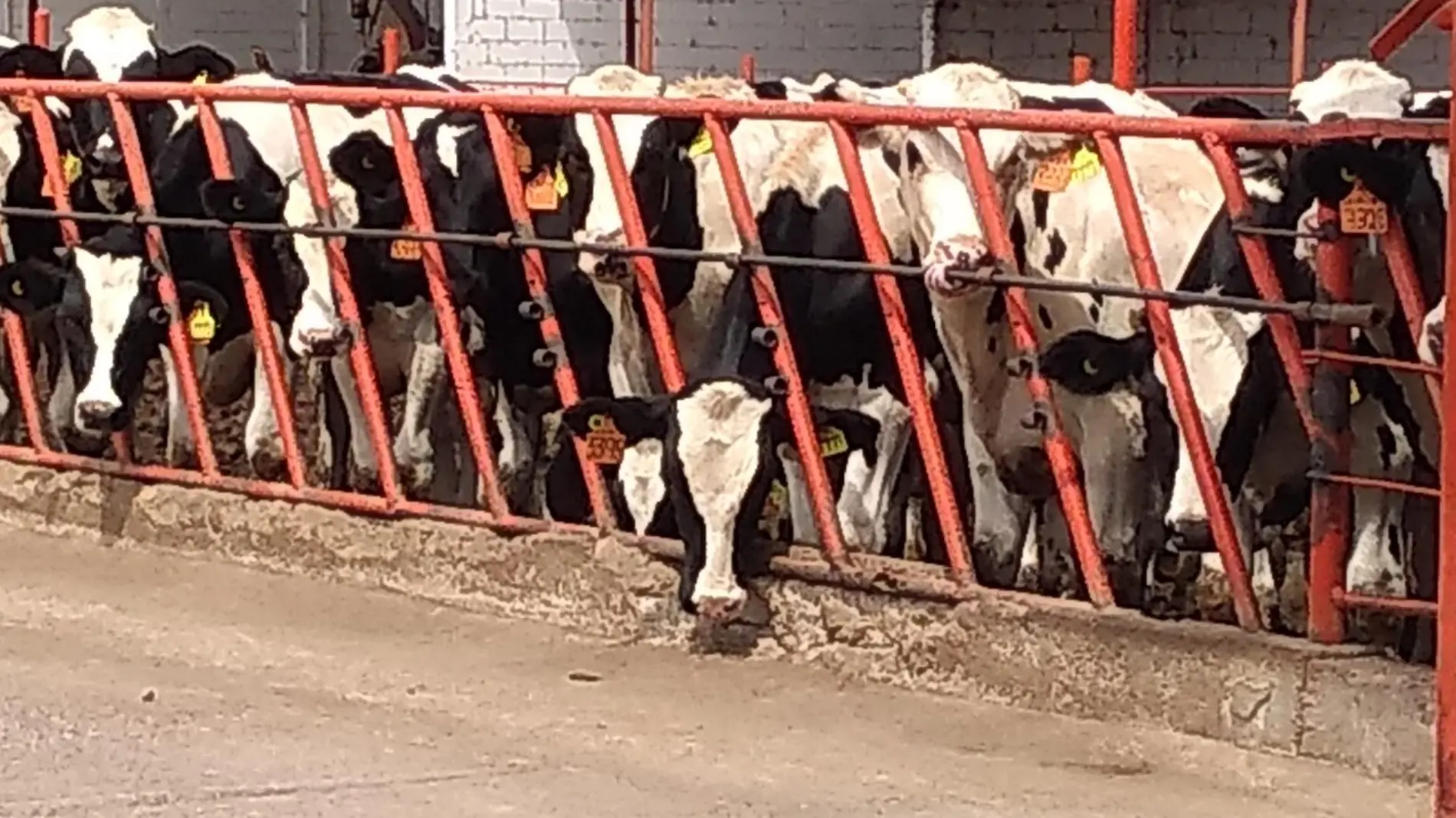 punta de lanza en produccion de leche